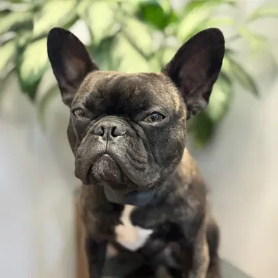 Moose, Affection Coordinator